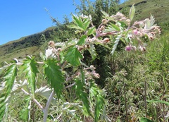 Rubus ludwigii