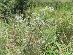 Rubus ludwigii
