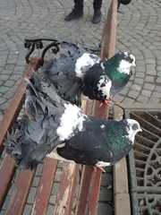 Columba livia domestica