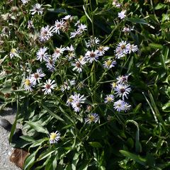 Symphyotrichum elliottii