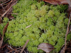 Sphagnum strictum