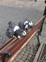 Columba livia domestica