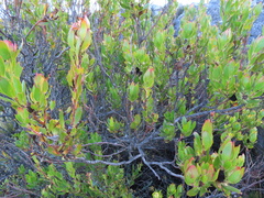 Leucadendron strobilinum