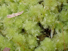Sphagnum strictum