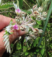Rubus ludwigii