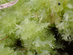 Sphagnum strictum