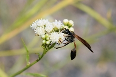 Mischocyttarus drewseni