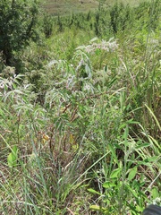 Rubus ludwigii