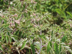 Rubus ludwigii