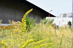 Solidago chilensis