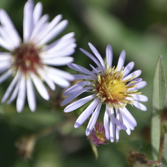 Symphyotrichum elliottii