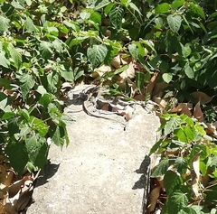 Cnemidophorus gaigei