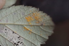 Phragmidium violaceum