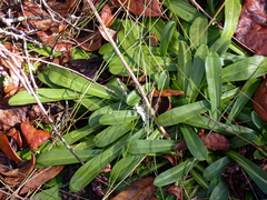 Carphephorus corymbosus