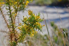 Ulex parviflorus