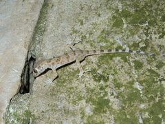 Tenuidactylus caspius
