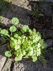 Tanacetum parthenium