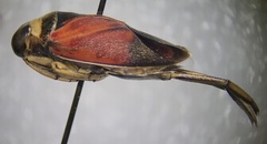 Notonecta lobata