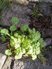Tanacetum parthenium