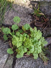 Tanacetum parthenium