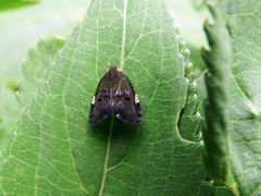 Ricanula pulverosa