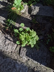Tanacetum parthenium