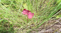 Oxalis obliquifolia