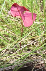 Oxalis obliquifolia