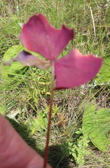 Oxalis obliquifolia