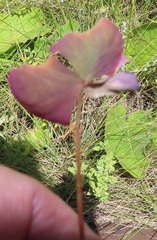 Oxalis obliquifolia
