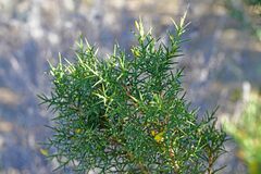 Ulex parviflorus