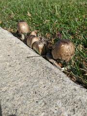 Coprinopsis romagnesiana