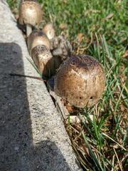 Coprinopsis romagnesiana