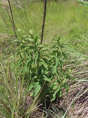 Leonotis ocymifolia