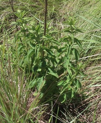 Leonotis ocymifolia