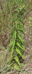 Leonotis ocymifolia