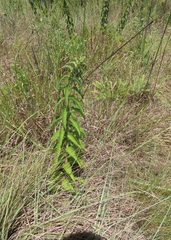 Leonotis ocymifolia