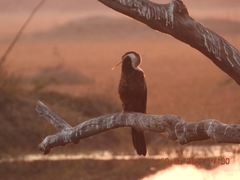 Anhinga melanogaster