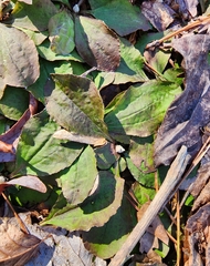 Antennaria solitaria