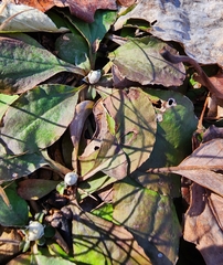 Antennaria solitaria
