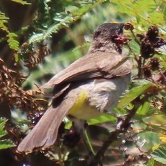 Pycnonotus barbatus layardi