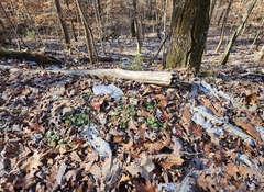 Antennaria solitaria