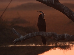 Anhinga melanogaster