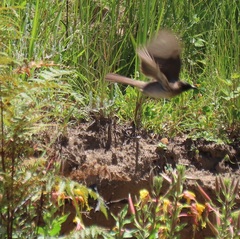 Pycnonotus barbatus layardi