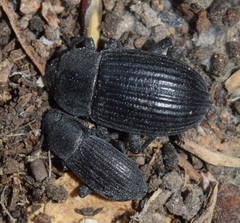 Phylan obesus