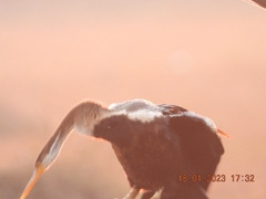 Anhinga melanogaster