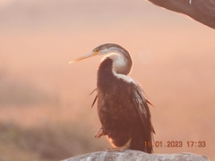 Anhinga melanogaster