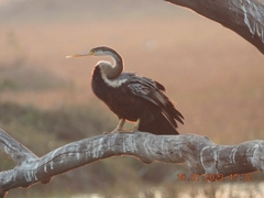 Anhinga melanogaster