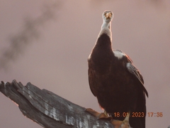 Anhinga melanogaster