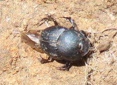 Onthophagini